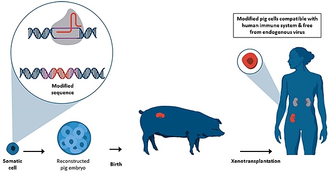 CRISPR acercó a los cerdos a convertirse en una futura fuente de órganos humanos