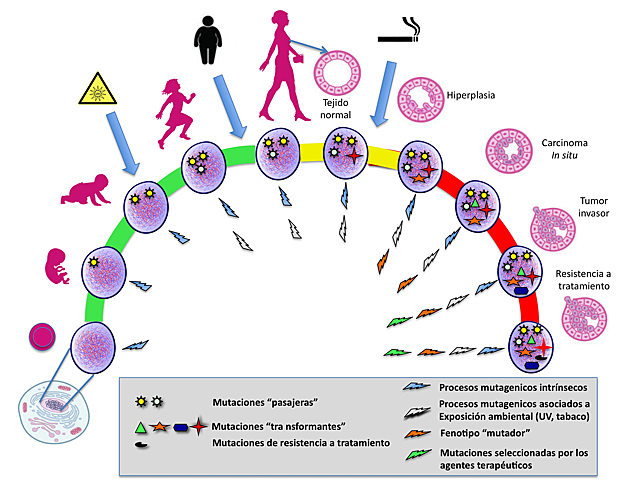 El primer gen relacionado al cáncer de mama. (BRCA1 y BRCA2)