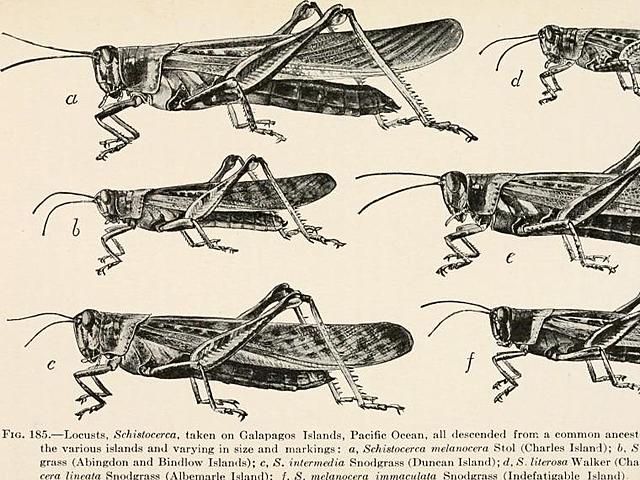 ORIGEN DE LAS ESPECIES