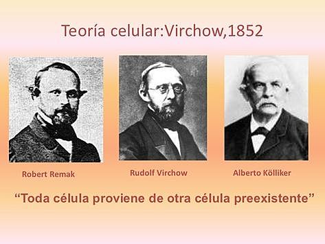 Virchow, Remak y Kolliker