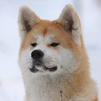 Timeline: Акита-Ину