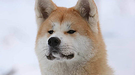 Timeline: Акита-Ину