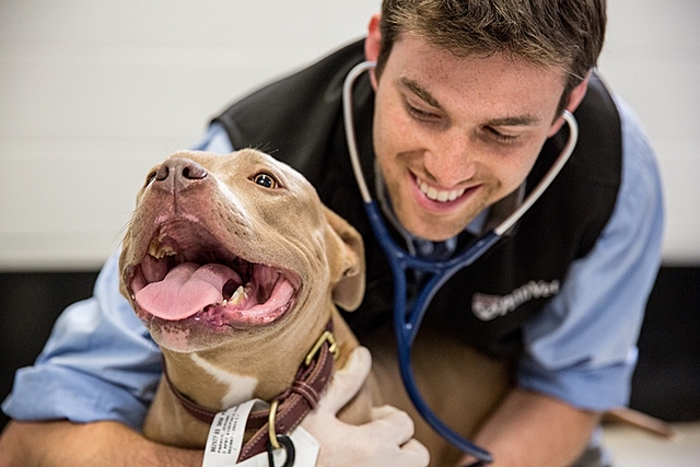 Me graduaré de veterinaria