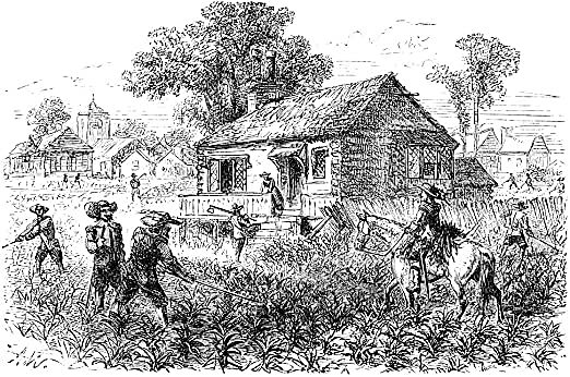 Tobacco is planted in the American colonies