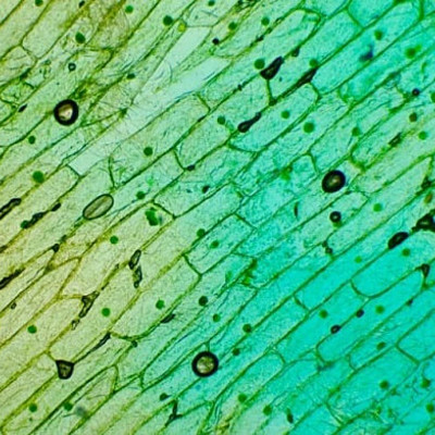 Timeline: Основные этапы развития знаний о клетке