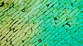 Timeline: Основные этапы развития знаний о клетке