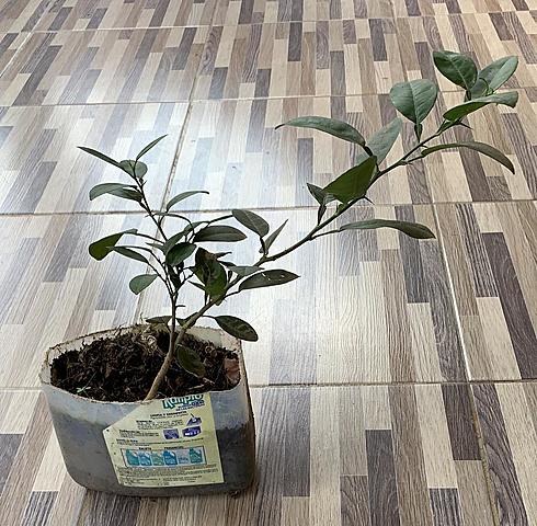 Planta de limón- Semana 5