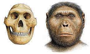 Paranthropus - 2.5 millones de años