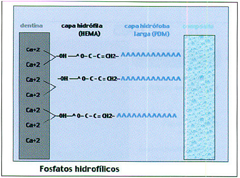adhesivos a base de oxalatos