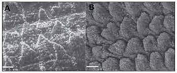 Se describe el efecto del ácido sobre la superficie del esmalte
