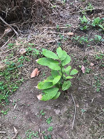 QUINTA SEMANA BITACORA PLANTA
