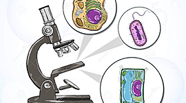Timeline: Historia del Microscopio y de la célula