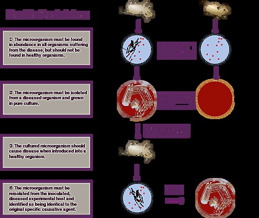 Robert Koch proved that a bacterium causes anthrax and provided the experimental steps, Koch's postulates, to prove that specific microbe causes a specific disease