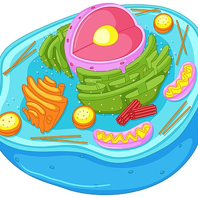 Timeline: TEORIA CELULAR