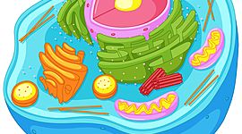 Timeline: TEORIA CELULAR