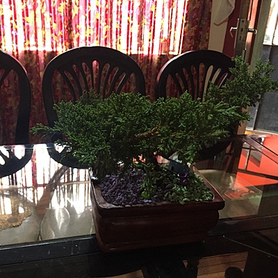 Timeline: Planta evolución