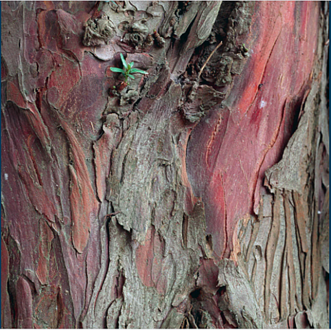 The discovery of antitumor agent paclitaxel