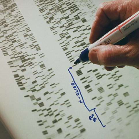 First cancer predisposition gene, BRCA1, is sequenced