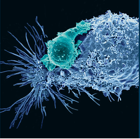 The beginning of CAR T cell therapy