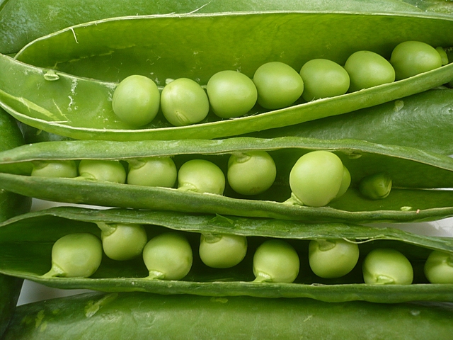 GUISANTES Y HERENCIA