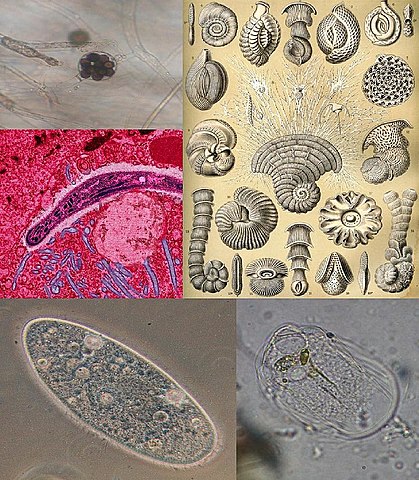 IDENTIFICACION DE LOS PROTISTAS
