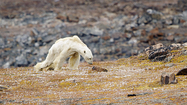 Video: Starving Polar Bear