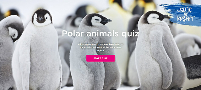 Quiz: Polar Animals