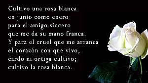 Cultivo una rosa blanca