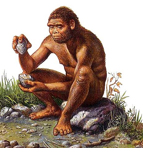 Homo Habilis