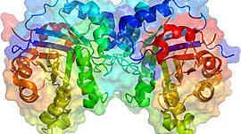 Timeline: Historia de las enzimas