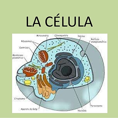 Timeline: La célula