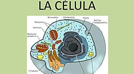 Timeline: La célula