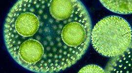 Timeline: La Teoría Celular