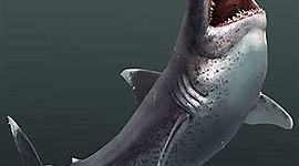 Timeline: Megalodon