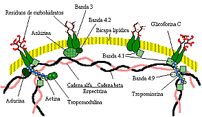 Membrana del eritrocito.