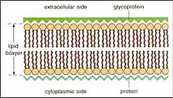 Unidad de la membrana.