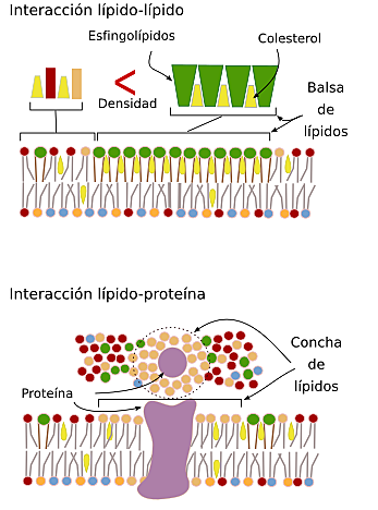 Heterogeneidad de la membrana.