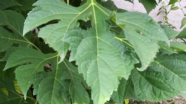 Se descubre que en cualquier fragmento de planta se aprecian células.