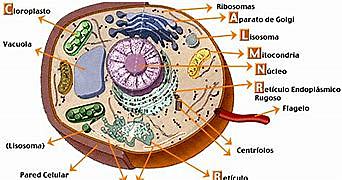 heterogeneidad de la membrana