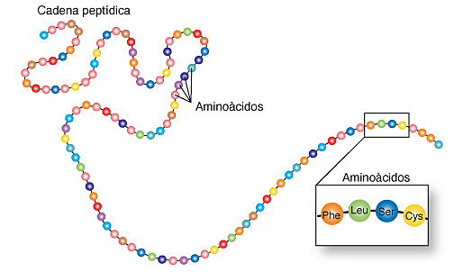 SINTESIS DE AMINOACIDOS