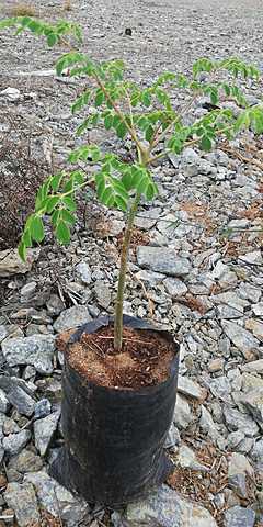 Planta moringa
