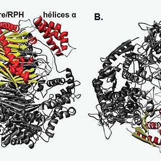 ENZIMA SINTETIZADORA