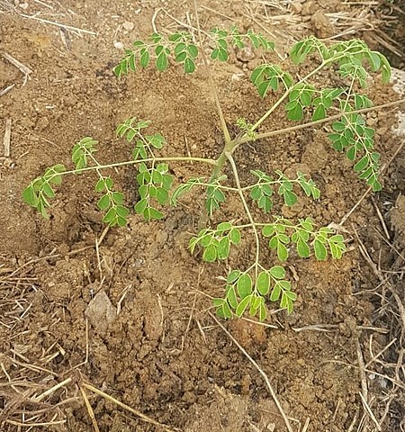 Planta moringa