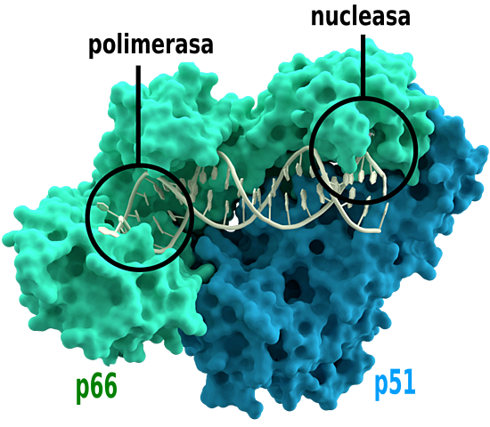 TRANSCRIPTASA INVERSA