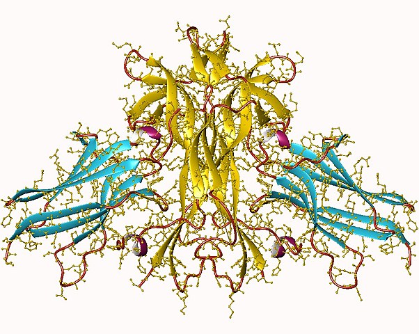 FACTOR DE CRECIMIENTO NERVIOSO