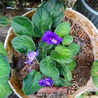 Timeline: Planta de Violeta Odorata