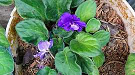 Timeline: Planta de Violeta Odorata