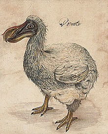 Dodo