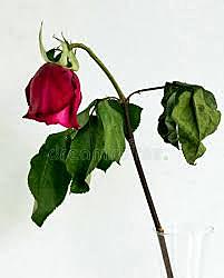 Poema (La muerte de la rosa)