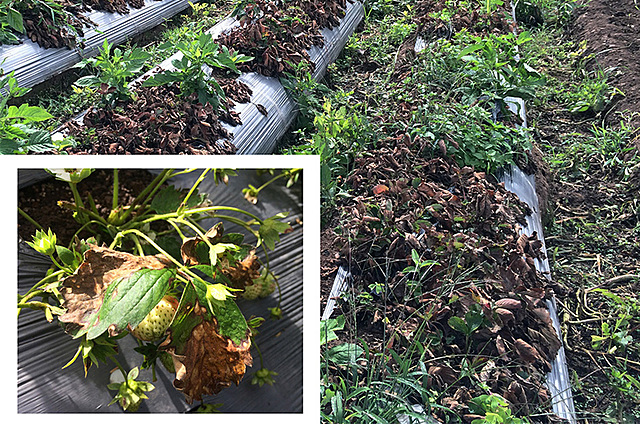 LA TEORÍA CÓSMICA O SIDERAL